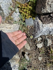 Papaver radicatum kluanense