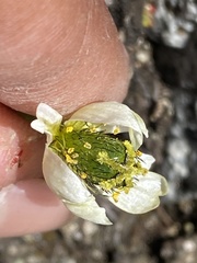 Papaver radicatum kluanense
