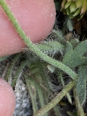 Papaver radicatum kluanense