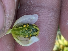 Papaver radicatum kluanense