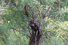 Caprimulgus rufigena