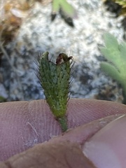 Papaver radicatum kluanense