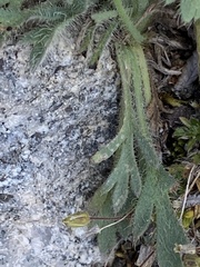 Papaver radicatum kluanense