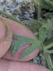 Papaver radicatum kluanense