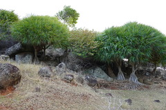 Pandanus heterocarpus