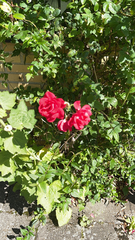 Rosa chinensis