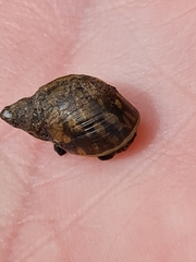 Succinella oblonga