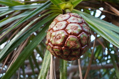 Pandanus heterocarpus
