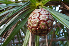 Pandanus heterocarpus