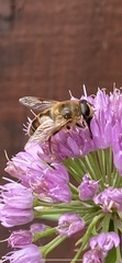 Eristalis tenax