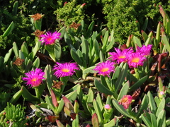 Carpobrotus quadrifidus