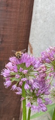 Eristalis tenax