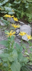 Doronicum austriacum