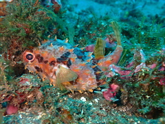 Cyclichthys orbicularis