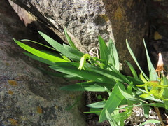 Freesia viridis viridis