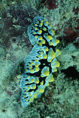Phyllidia picta
