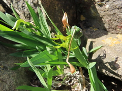 Freesia viridis viridis