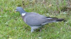 Columba palumbus