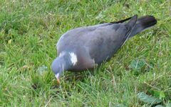 Columba palumbus
