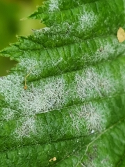 Podosphaera filipendulae