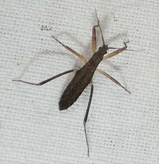 Pygolampis pectoralis