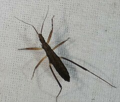 Pygolampis pectoralis