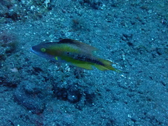 Oxycheilinus bimaculatus