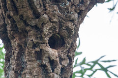 Chloropicus fuscescens