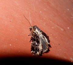 Callopistria rivularis