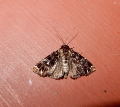Callopistria rivularis