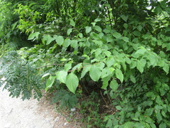 Cornus sanguinea australis