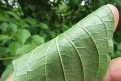 Cornus sanguinea australis