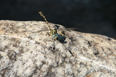 Onychogomphus