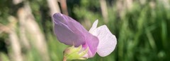 Lathyrus laetivirens