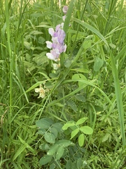 Lathyrus laetivirens