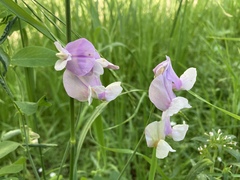 Lathyrus laetivirens