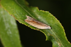 Ancylis diminuatana