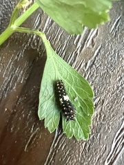 Papilio polyxenes