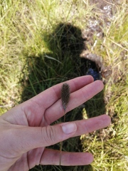 Cenchrus geniculatus