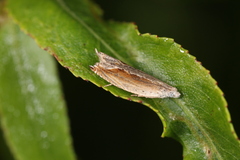 Ancylis diminuatana