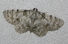 Dyscheralcis crimnodes