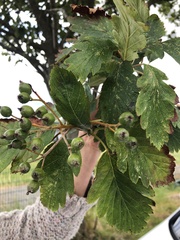 Torminalis glaberrima