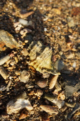 Cymatiidae