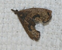 Taeniarchis catenata