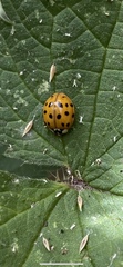 Harmonia axyridis