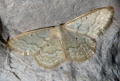 Idaea litigiosaria
