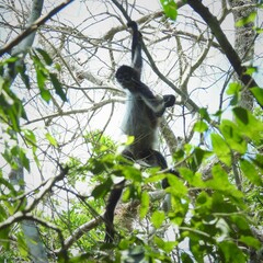 Ateles geoffroyi vellerosus