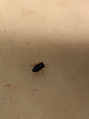 Stylogeocoris elongatus