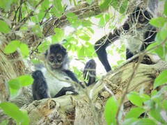 Ateles geoffroyi vellerosus