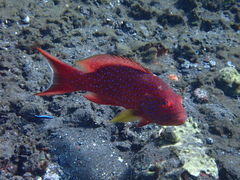 Variola albimarginata